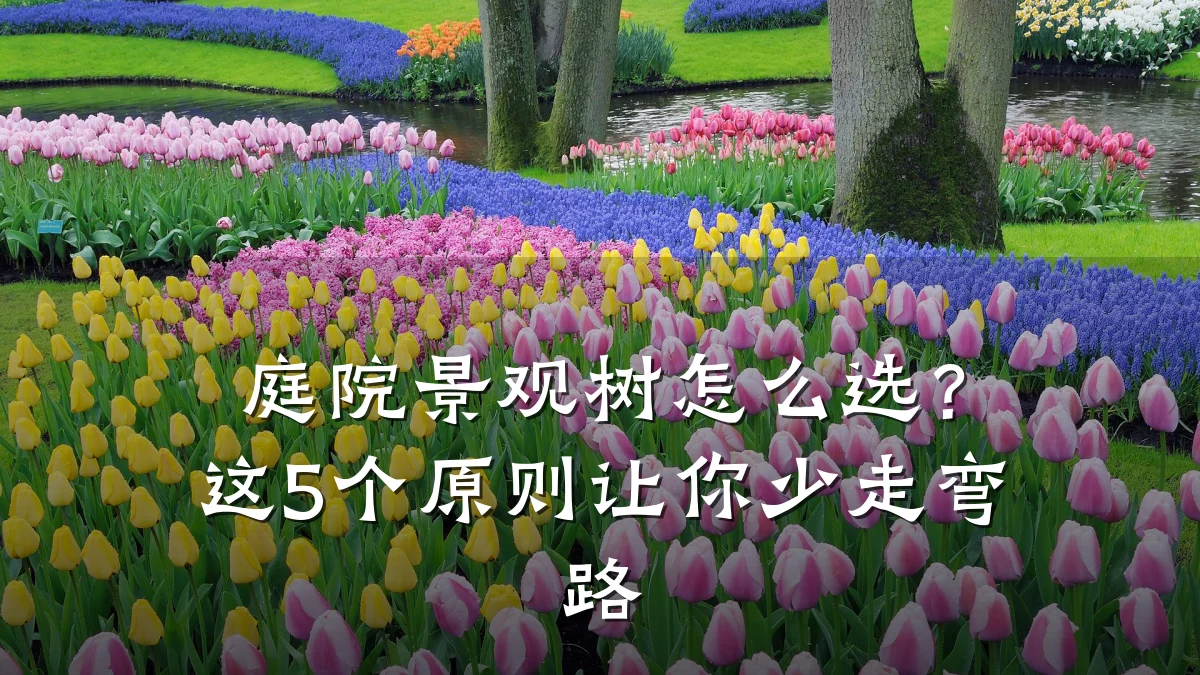 庭院景观树怎么选？这5个原则让你少走弯路
